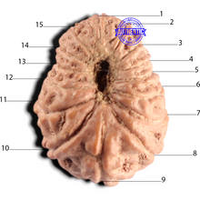 Load image into Gallery viewer, 15 Mukhi Indonesian Rudraksha - Bead No. 322
