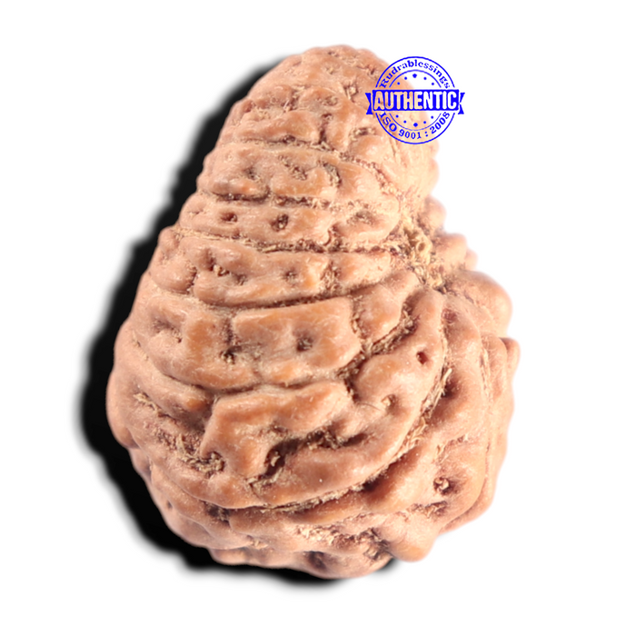 15 Mukhi Indonesian Rudraksha - Bead No. 322