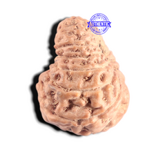 Load image into Gallery viewer, 15 Mukhi Indonesian Rudraksha - Bead No. 322
