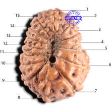 Load image into Gallery viewer, 15 Mukhi Indonesian Rudraksha - Bead No. 323
