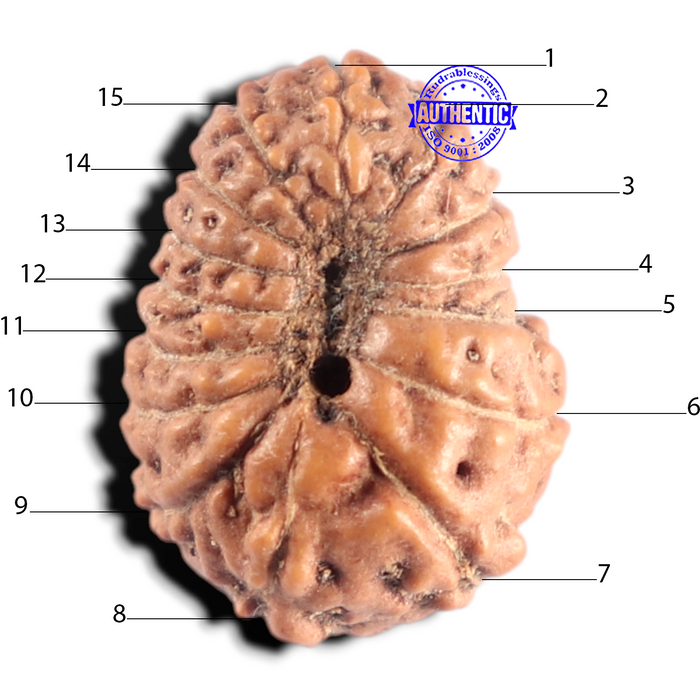 15 Mukhi Indonesian Rudraksha - Bead No. 323