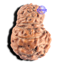 Load image into Gallery viewer, 15 Mukhi Indonesian Rudraksha - Bead No. 323
