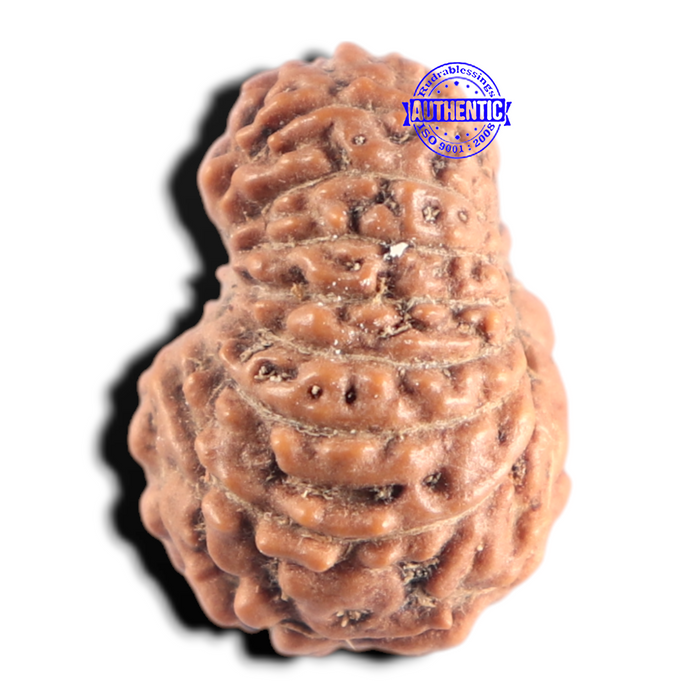 15 Mukhi Indonesian Rudraksha - Bead No. 323