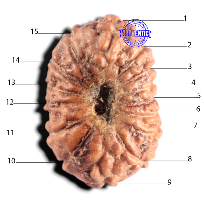 15 Mukhi Indonesian Rudraksha - Bead No. 324