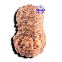 Load image into Gallery viewer, 15 Mukhi Indonesian Rudraksha - Bead No. 324
