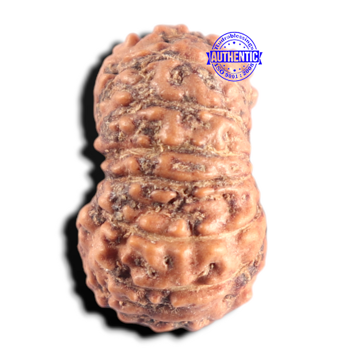 15 Mukhi Indonesian Rudraksha - Bead No. 324
