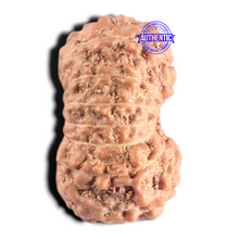 Load image into Gallery viewer, 15 Mukhi Indonesian Rudraksha - Bead No.325
