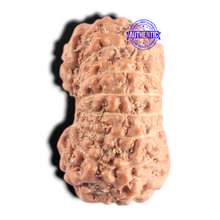 Load image into Gallery viewer, 15 Mukhi Indonesian Rudraksha - Bead No.325
