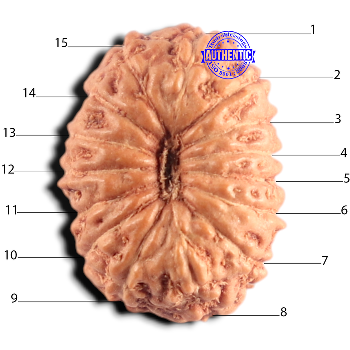 15 Mukhi Indonesian Rudraksha - Bead No.327