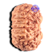 Load image into Gallery viewer, 15 Mukhi Indonesian Rudraksha - Bead No.327
