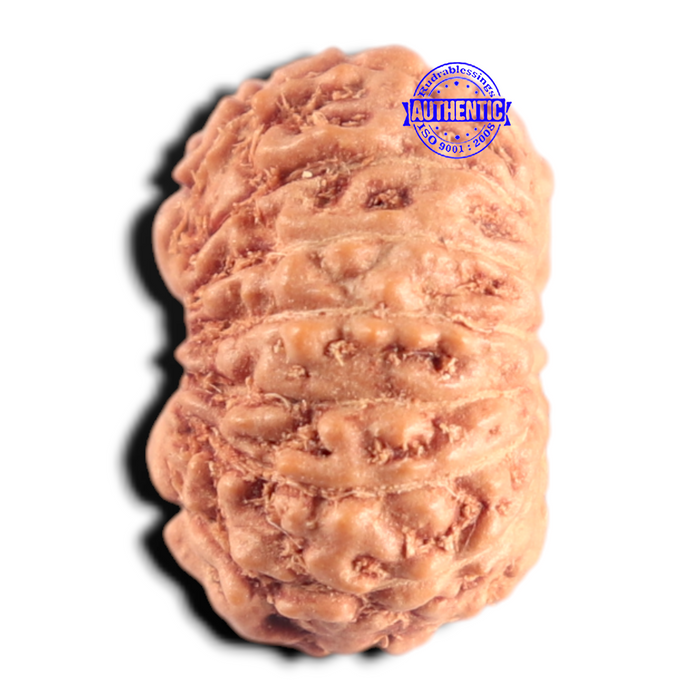 15 Mukhi Indonesian Rudraksha - Bead No.327
