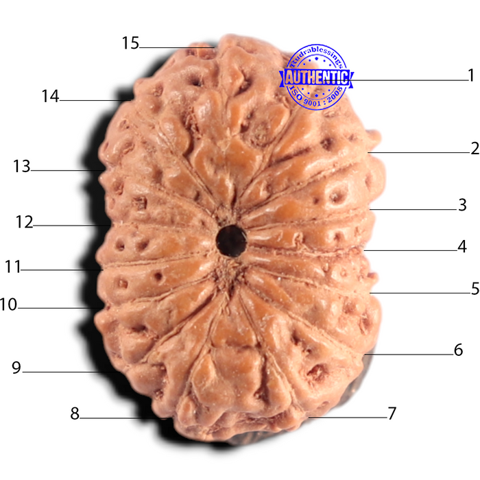 15 Mukhi Indonesian Rudraksha - Bead No.328