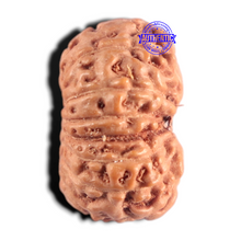 Load image into Gallery viewer, 15 Mukhi Indonesian Rudraksha - Bead No.328
