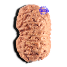 Load image into Gallery viewer, 15 Mukhi Indonesian Rudraksha - Bead No.328
