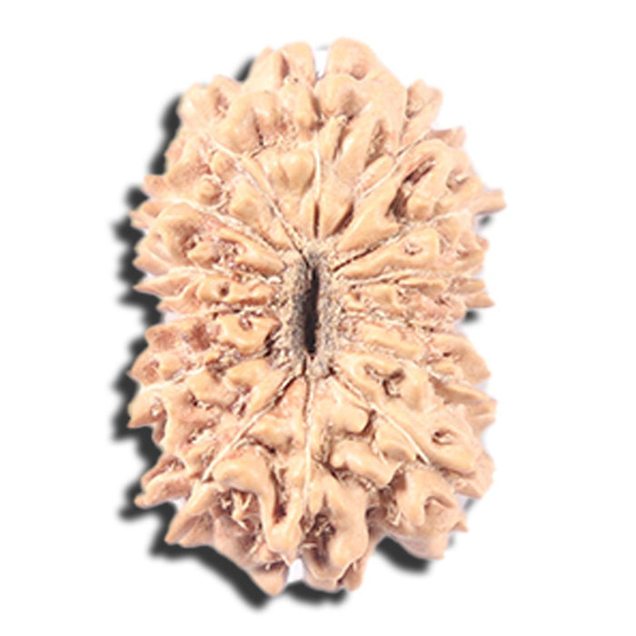 14 mukhi Indonesian Rudraksha -  Bead No. 348