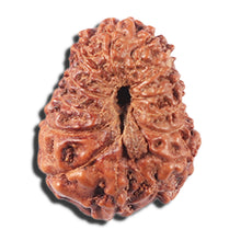 Load image into Gallery viewer, 14 mukhi Indonesian Rudraksha -  Bead No. 354
