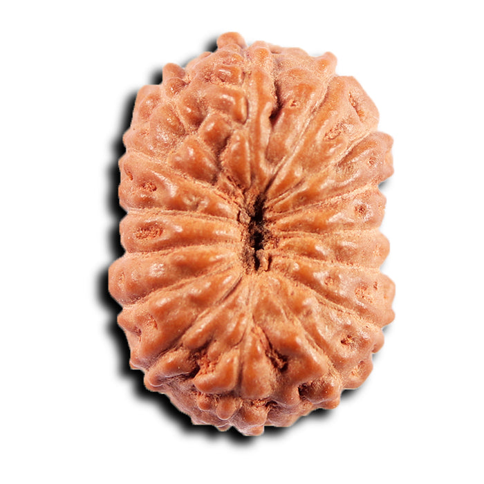 15 Mukhi Indonesian Rudraksha - Bead No.270