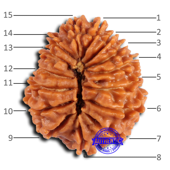 15 Mukhi Rudraksha from Nepal - Bead No. 75