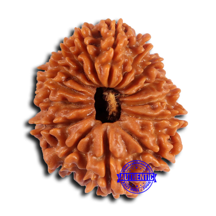 15 Mukhi Rudraksha from Nepal - Bead No. 75