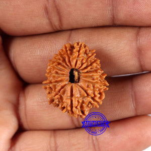 15 Mukhi Rudraksha from Nepal - Bead No. 75