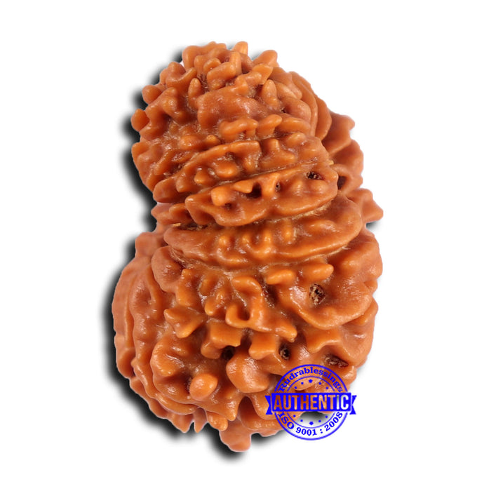 15 Mukhi Rudraksha from Nepal - Bead No. 75