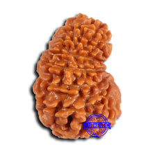 Load image into Gallery viewer, 15 Mukhi Rudraksha from Nepal - Bead No. 75
