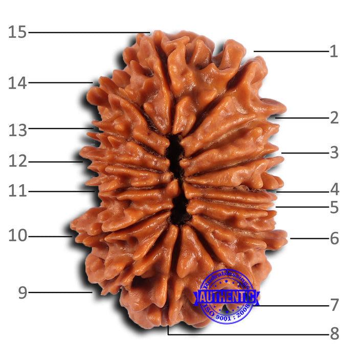 15 Mukhi Rudraksha from Nepal - Bead No. 76
