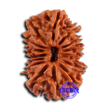 Load image into Gallery viewer, 15 Mukhi Rudraksha from Nepal - Bead No. 76
