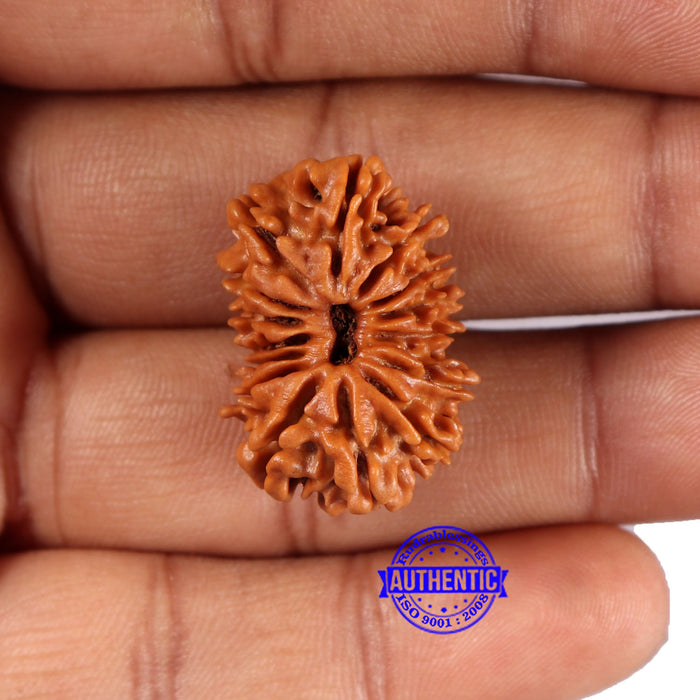 15 Mukhi Rudraksha from Nepal - Bead No. 76