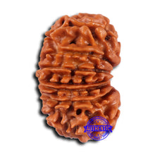 Load image into Gallery viewer, 15 Mukhi Rudraksha from Nepal - Bead No. 76
