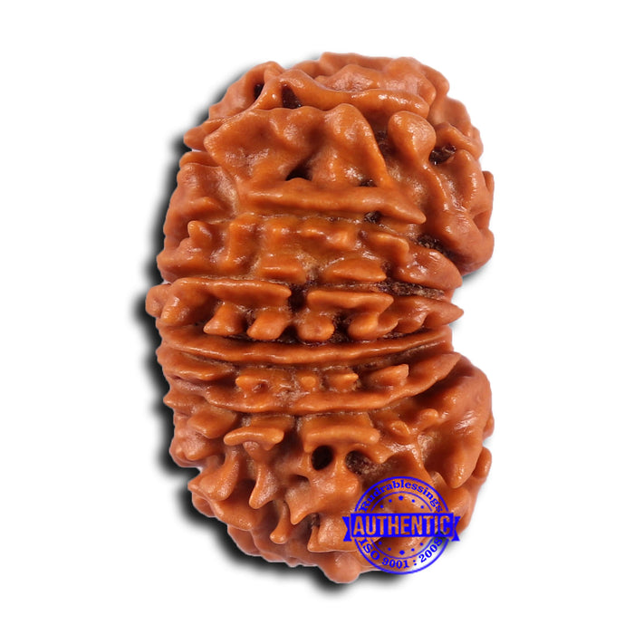 15 Mukhi Rudraksha from Nepal - Bead No. 76