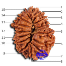 Load image into Gallery viewer, 15 Mukhi Rudraksha from Nepal - Bead No. 77

