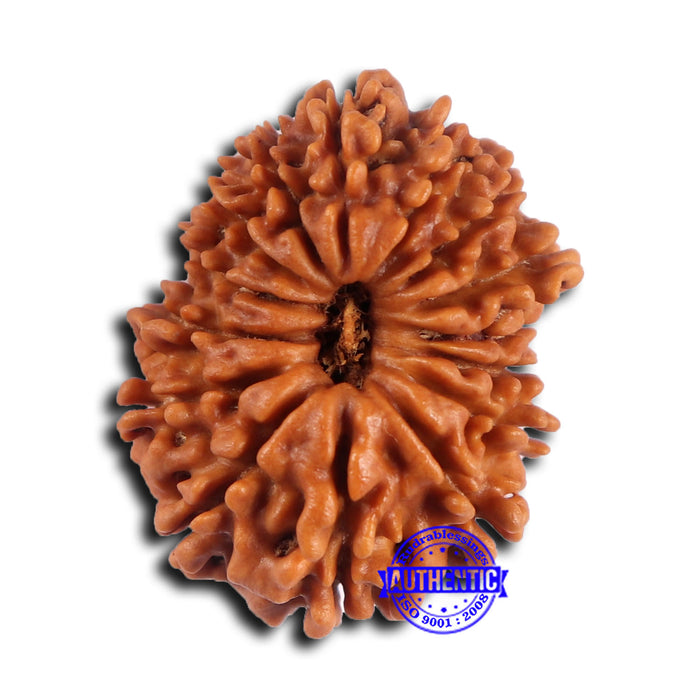 15 Mukhi Rudraksha from Nepal - Bead No. 77