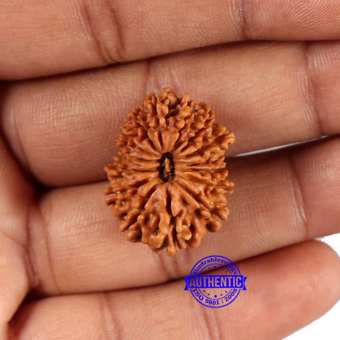 15 Mukhi Rudraksha from Nepal - Bead No. 77