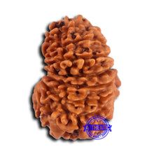 Load image into Gallery viewer, 15 Mukhi Rudraksha from Nepal - Bead No. 77
