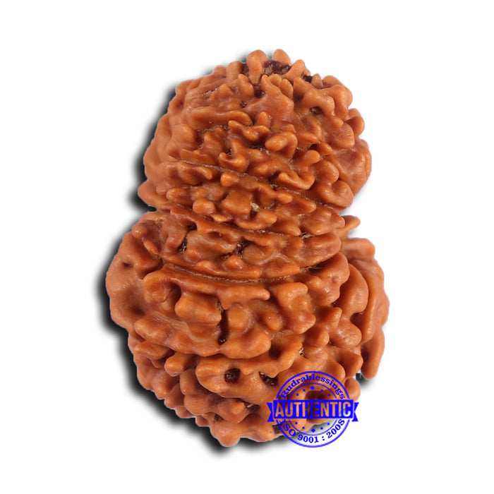 15 Mukhi Rudraksha from Nepal - Bead No. 77