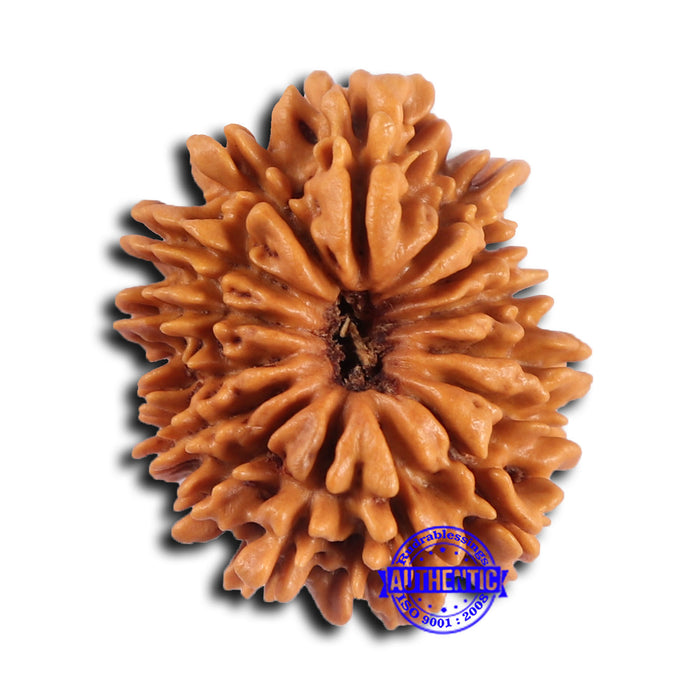 15 Mukhi Rudraksha from Nepal - Bead No. 78