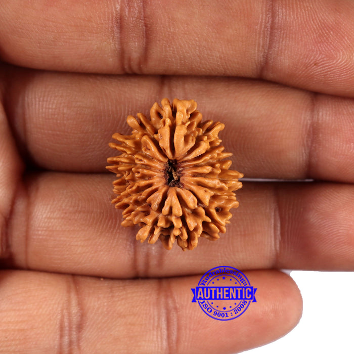 15 Mukhi Rudraksha from Nepal - Bead No. 78