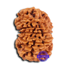 Load image into Gallery viewer, 15 Mukhi Rudraksha from Nepal - Bead No. 78
