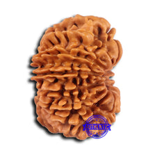 Load image into Gallery viewer, 15 Mukhi Rudraksha from Nepal - Bead No. 78
