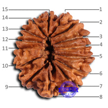 Load image into Gallery viewer, 15 Mukhi Rudraksha from Nepal - Bead No. 79
