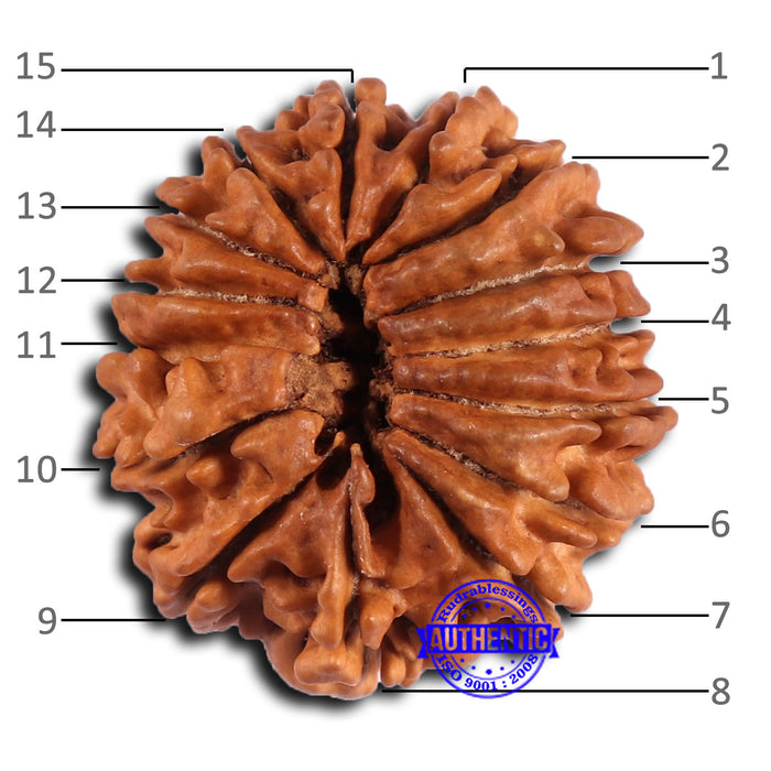 15 Mukhi Rudraksha from Nepal - Bead No. 79