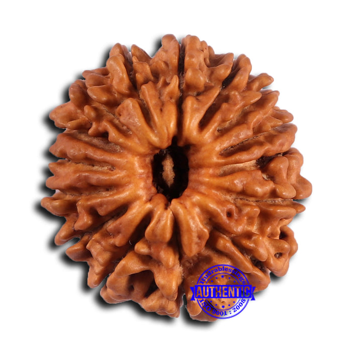15 Mukhi Rudraksha from Nepal - Bead No. 79