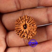 Load image into Gallery viewer, 15 Mukhi Rudraksha from Nepal - Bead No. 79
