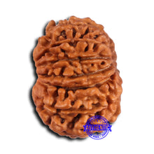 Load image into Gallery viewer, 15 Mukhi Rudraksha from Nepal - Bead No. 79
