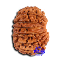 Load image into Gallery viewer, 15 Mukhi Rudraksha from Nepal - Bead No. 79
