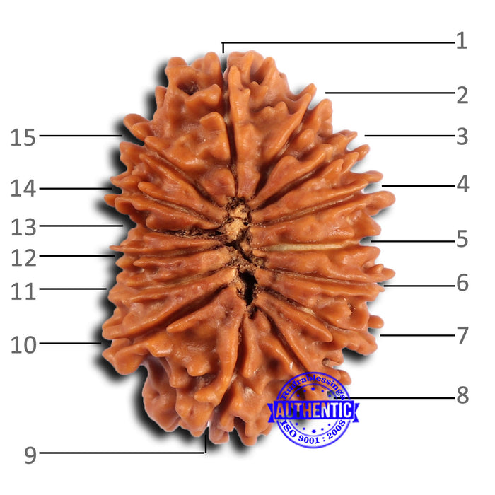 15 Mukhi Rudraksha from Nepal - Bead No. 80