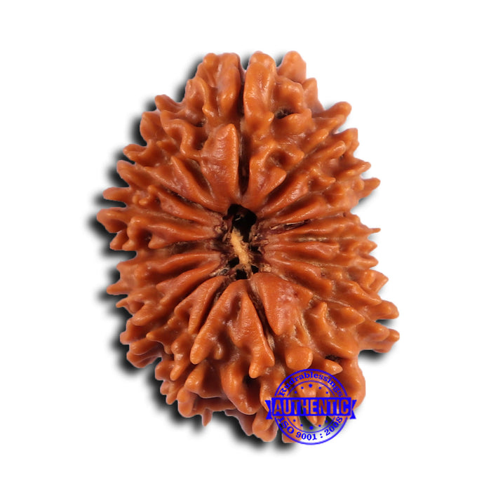 15 Mukhi Rudraksha from Nepal - Bead No. 80