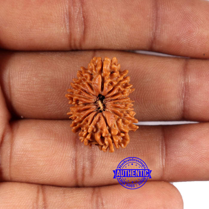 15 Mukhi Rudraksha from Nepal - Bead No. 80