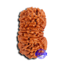 Load image into Gallery viewer, 15 Mukhi Rudraksha from Nepal - Bead No. 80
